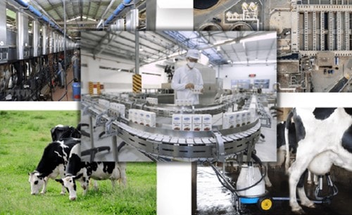 Chiến lược ngành sữa Việt Nam năm 2045: Mục tiêu đạt 9.700 triệu lít sữa lỏng