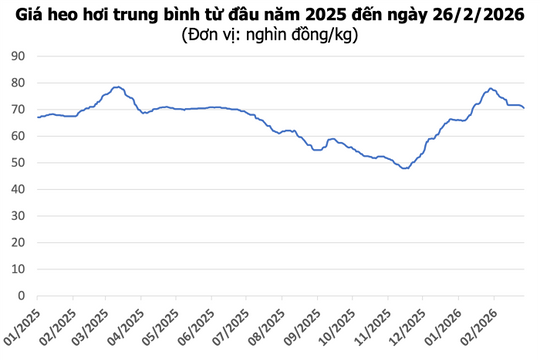Giá heo hơi hôm nay 26/2: Miền Bắc và miền Trung giảm mạnh, thấp nhất 69.000 đồng/kg