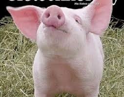 Xuất khẩu thịt lợn Tây Ban Nha năm 2025 tăng 2,6%, đạt 1.353.294 tấn