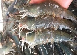 Xuất khẩu tôm Ấn Độ đạt 5,66 tỷ USD năm 2025, tăng trưởng 14% bất chấp áp lực từ Mỹ