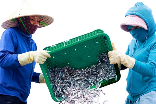 Biển Hà Tĩnh "thức giấc", ngư dân trúng đậm cá cơm