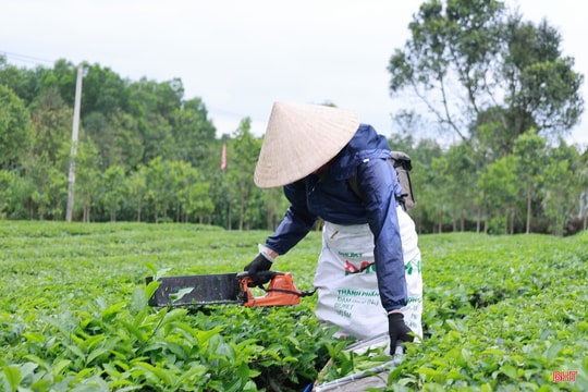 Chè Hà Tĩnh "ách tắc" đường xuất khẩu vì ảnh hưởng chiến sự ở Iran