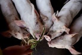 Trung Quốc yêu cầu giảm sản lượng heo trong bối cảnh giá giảm 14,6%