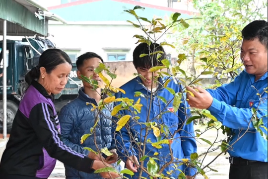 Tái sử dụng cây cảnh sau tết phục vụ cộng đồng