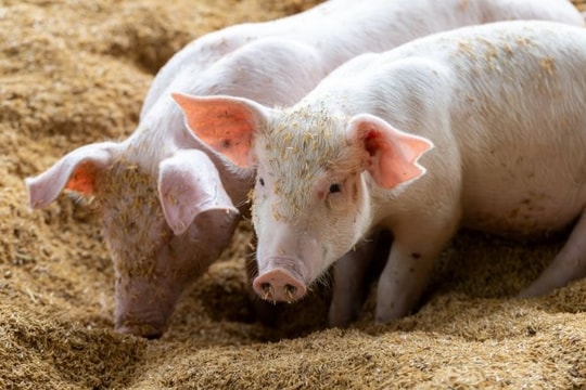 Giá heo hơi hôm nay 8/3: Miền Nam giữ giá 69.000 đồng/kg, thị trường cả nước đi ngang