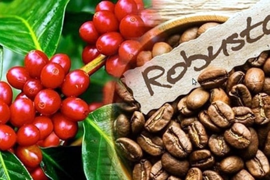 Giá cà phê hôm nay 8/3: Tăng lên 96.600 đồng/kg, thị trường thế giới đồng loạt đi lên