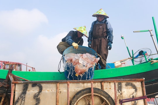 Ngư dân Hà Tĩnh vào mùa đánh bắt sứa biển