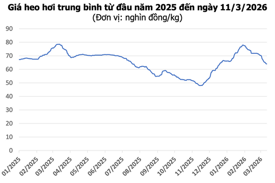 Giá heo hơi hôm nay 11/3: Miền Nam giảm nhẹ, thị trường cả nước dao động 60.000 - 68.000 đồng/kg