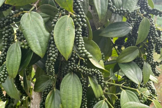 Giá tiêu hôm nay 12/3/2026: Nhiều nơi giảm, Đắk Lắk giữ đỉnh 146.500 đồng/kg