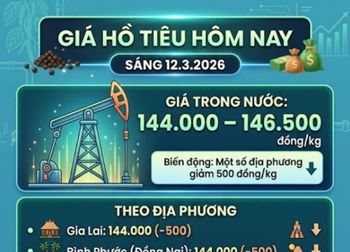 Giá hồ tiêu ngày 12/3: Giảm nhẹ về mốc 144.000 đồng/kg khi vào chính vụ thu hoạch