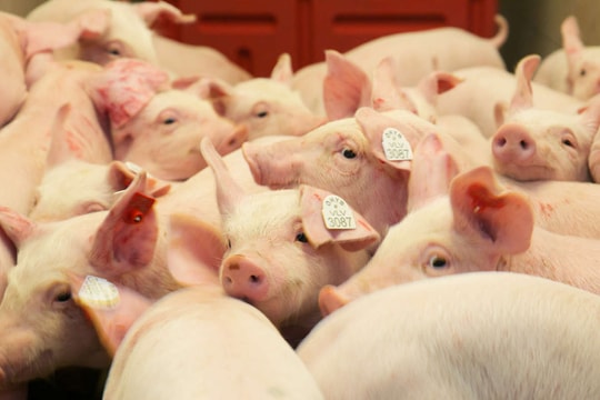 Giá heo hơi hôm nay 13/3/2026: Miền Bắc tăng cục bộ