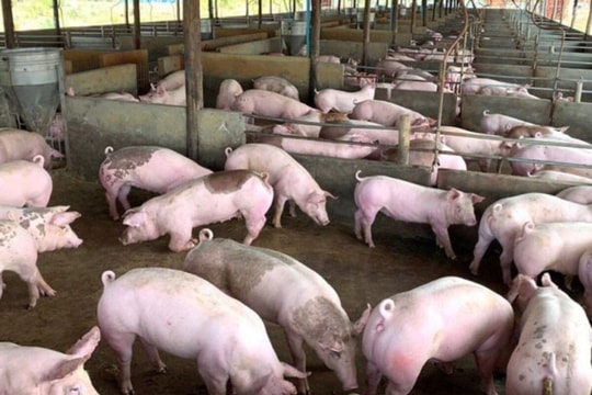 Giá heo hơi hôm nay 14/3/2026: Miền Nam giảm, cả nước dao động 60.000 – 66.000 đồng/kg