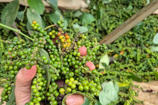 Giá tiêu hôm nay 14/3/2026: Lâm Đồng đạt 146.500 đồng/kg, nhiều nơi tăng