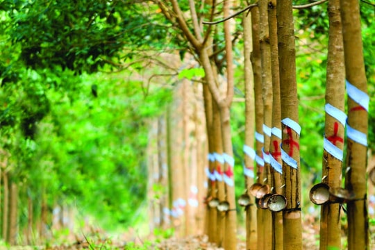 Giá cao su hôm nay 15/3: Sàn Tocom tăng vọt lên 385 JPY/kg, thị trường nội địa đi ngang