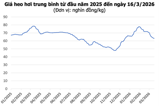 Giá heo hơi hôm nay 16/3: Toàn quốc đi ngang, cao nhất 66.000 đồng/kg