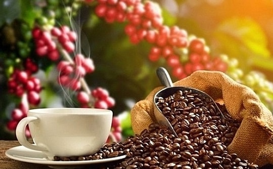 Giá cà phê hôm nay 16/3/2026: Robusta giảm sâu 8,4% trong tuần, trong nước vượt 90.000 đồng/kg