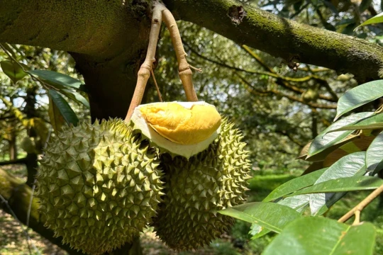 Giá sầu riêng hôm nay 17/3/2026: RI6 và sầu riêng Thái đi ngang, sức mua vẫn thấp