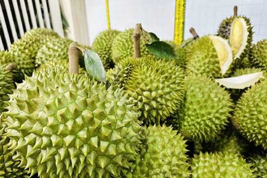 Giá sầu riêng hôm nay 18/3/2026 đi ngang, RI6 miền Tây giảm nhẹ