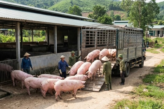 Giá heo hơi hôm nay 19/3/2026 tiếp tục tăng, đạt 67.000 đồng