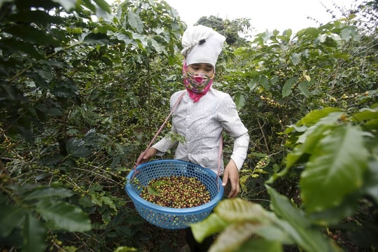 Giá cà phê hôm nay 20/3/2026 tăng tại thị trường trong nước và thế giới