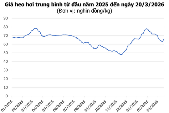Giá heo hơi hôm nay 20/3: Miền Nam chạm mốc 68.000 đồng/kg, miền Bắc tăng diện rộng
