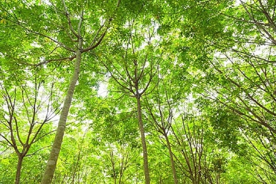 Giá cao su hôm nay 22/3: Sàn Thượng Hải phục hồi lên 16.220 CNY/tấn, giá nội địa ổn định