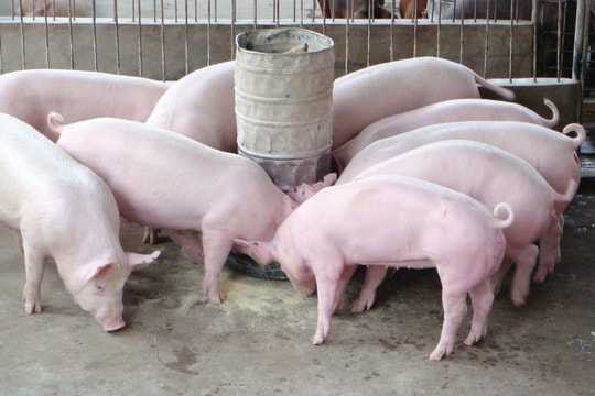 Giá heo hơi hôm nay 20/3: Tăng đồng loạt, mức cao nhất đạt 68.000 đồng/kg