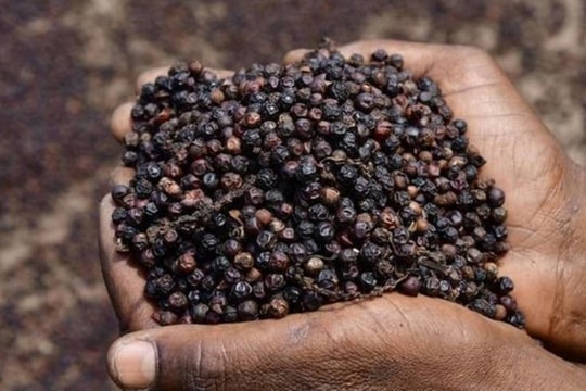 Giá tiêu hôm nay 23/3/2026 giảm xuống mức thấp nhất 9 tháng