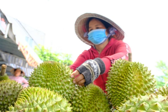 Giá sầu riêng hôm nay 25/3/2026: Nhu cầu thấp, giá RI6 và sầu Thái giữ nguyên