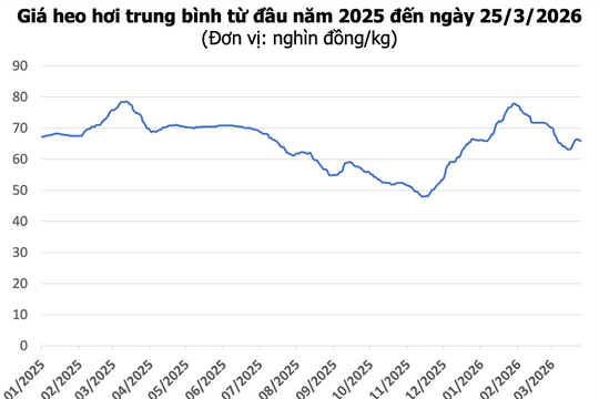 Giá heo hơi hôm nay 25/3: Miền Bắc giảm đến 2.000 đồng, miền Nam tăng nhẹ