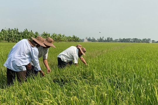 Giá lúa gạo hôm nay 26/3/2026: Lúa tươi giảm nhẹ, giao dịch chậm