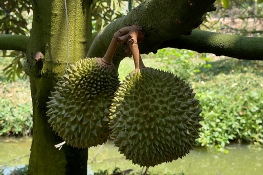 Giá sầu riêng hôm nay 26/3/2026: Đi ngang, thị trường giao dịch chậm