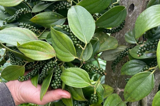 Giá tiêu hôm nay 26/3/2026: Đi ngang tại nhiều địa phương