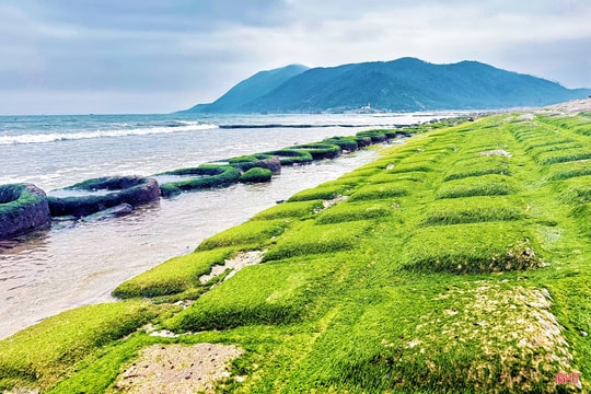 Khám phá "Rạn Nam Ô" xanh mướt bên bờ biển Hà Tĩnh