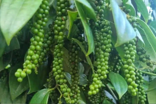 Cập nhật giá tiêu hôm nay 27/3/2026: Tăng mạnh 1500 – 2000 đồng/kg