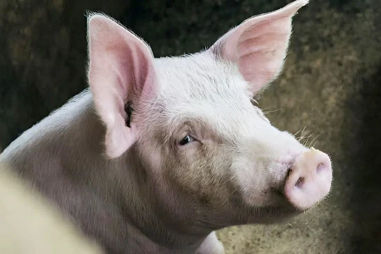 Cập nhật giá heo hơi hôm nay 28/3: Hai miền giảm nhẹ, cao nhất 69.000 đồng