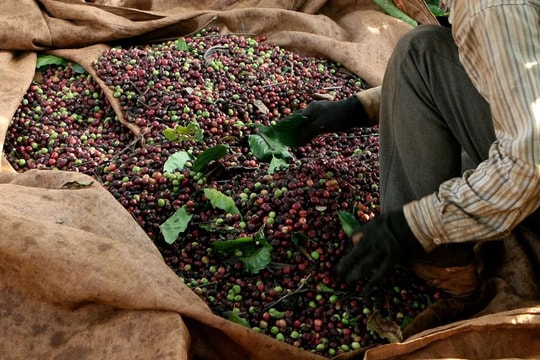 Cập nhật giá tiêu hôm nay 28/3/2026: Dao động tăng giảm 500 đồng