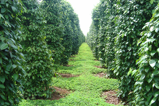 Giá tiêu hôm nay 30/3/2026: Giảm nhẹ 500 đồng