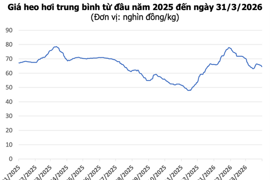 Giá heo hơi hôm nay 31/3: Giảm đồng loạt trên cả nước, mức thấp nhất 60.000 đồng/kg