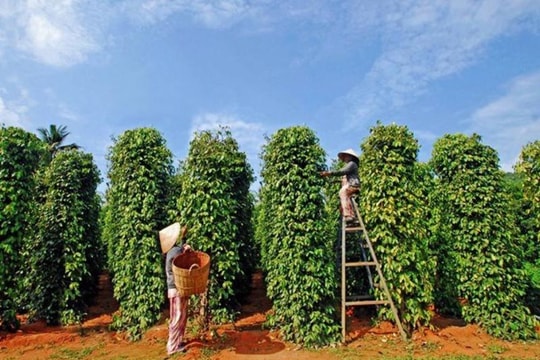 Giá tiêu hôm nay 1/4/2026: Trong nước giảm đồng loạt