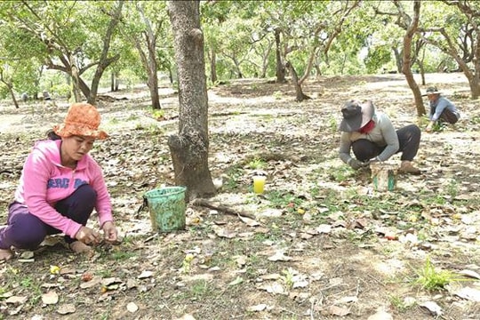 Giá hạt điều chạm mốc 37.000 đồng/kg, nông dân Đồng Nai lo ngại mất mùa