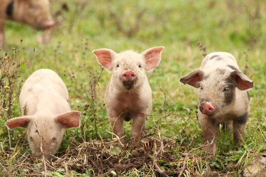 Giá heo hơi hôm nay 1/4/2026: Miền Bắc tăng nhẹ, miền Nam giảm