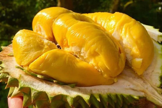 Giá sầu riêng 3/4: Rớt giá thê thảm, nguyên nhân do đâu?