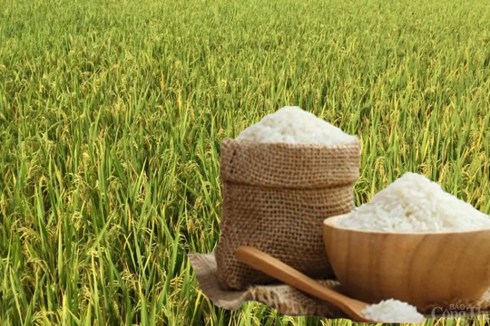 Giá lúa gạo hôm nay 3/4: Tăng 50 đồng/kg, xuất khẩu đạt 375 USD/tấn