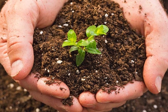 Giá phân bón hôm nay 4/4/2026: Bảng giá Ure, NPK, Kali mới nhất