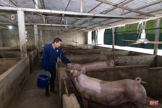 Nông dân Hà Tĩnh vững tin với mô hình chăn nuôi “5 không” của Quế Lâm