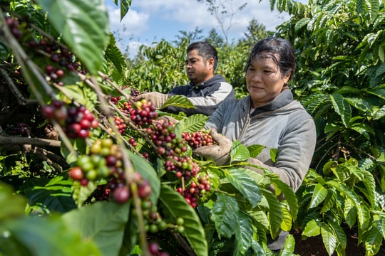 Giá cà phê hôm nay 6/4/2026: Giữ quanh 89.000 đồng/kg, áp lực giảm tăng