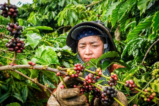 Giá cà phê hôm nay 7/4/2026: Arabica tăng trở lại