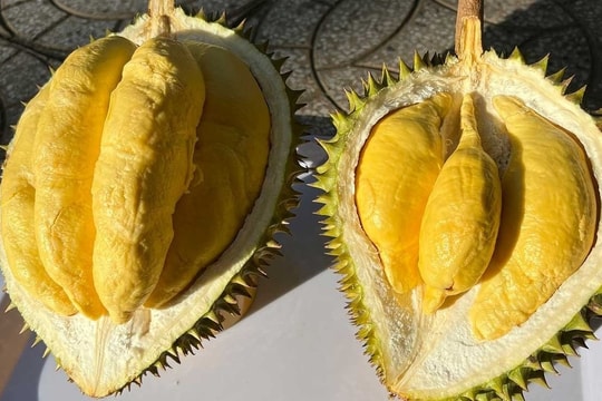 Giá sầu riêng hôm nay 6/4/2026: Đi ngang, sức mua vẫn yếu