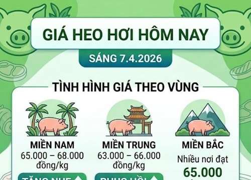Giá heo hơi hôm nay 7/4: Đồng loạt tăng mạnh, đạt mức cao nhất 68.000 đồng/kg